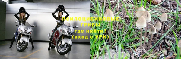 трава Белокуриха